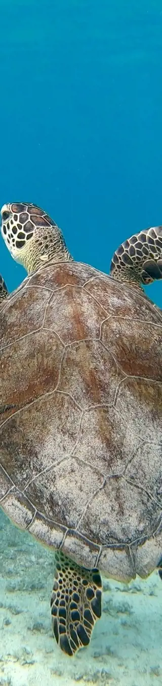 Dinosaurier der Meere